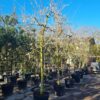 Pruimenboom 'Victoria' | Halfstam