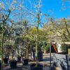 Pruimenboom 'Victoria' | Halfstam