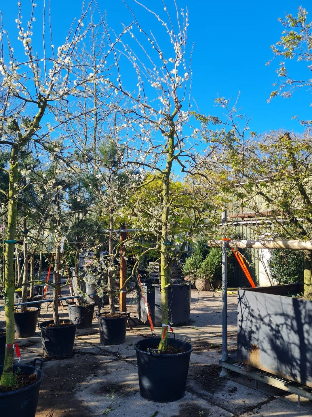 Pruimenboom 'Victoria' | Halfstam