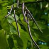 Purperen Trompetboom | Meerstammig