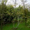 Purperen Trompetboom | Meerstammig