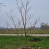 Purperen Trompetboom | Meerstammig