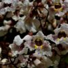 Purperen Trompetboom | Meerstammig
