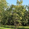 Purperen Trompetboom | Meerstammig