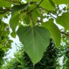 Purperen Trompetboom | Hoogstam
