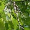 Purperen Trompetboom | Hoogstam