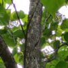 Purperen Trompetboom | Hoogstam