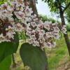 Purperen Trompetboom | Hoogstam