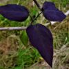 Purperen Trompetboom | Hoogstam