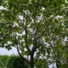 Purperen Trompetboom | Hoogstam