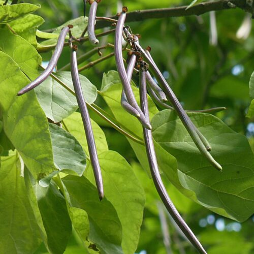 Purperen Trompetboom | Hoogstam