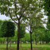 Purperen Trompetboom | Hoogstam