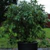 Rhodo 'Cunningham's White' | Struikvorm