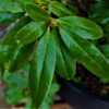 Rhodo 'Cunningham's White' | Struikvorm