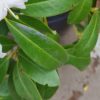 Rhodo 'Cunningham's White' | Struikvorm