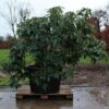 Rhododendron 'Nova Zembla' | Struikvorm