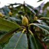 Rhododendron 'Nova Zembla' | Struikvorm