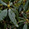 Rhododendron 'Nova Zembla' | Struikvorm