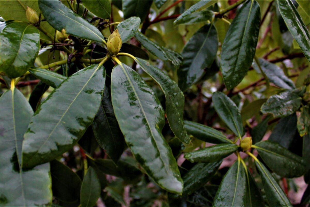 Rhododendron 'Nova Zembla' | Struikvorm