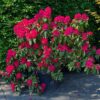 Rhododendron 'Nova Zembla' | Struikvorm