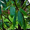 Rhodo ponticum 'Roseum' | Struikvorm