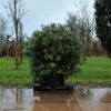 Rhodo ponticum 'Roseum' | Struikvorm