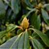 Rhodo ponticum 'Roseum' | Struikvorm