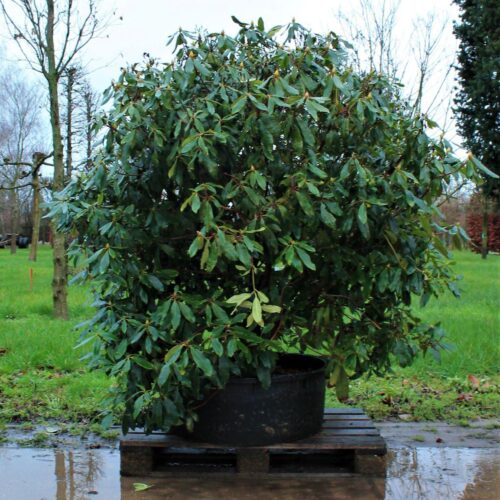 Rhodo ponticum 'Roseum' | Struikvorm