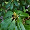 Rhodo 'Roseum Elegans' | Struikvorm