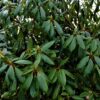 Rhodo 'Roseum Elegans' | Struikvorm