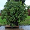 Rhodo 'Roseum Elegans' | Struikvorm