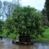 Rhodo 'Roseum Elegans' | Struikvorm