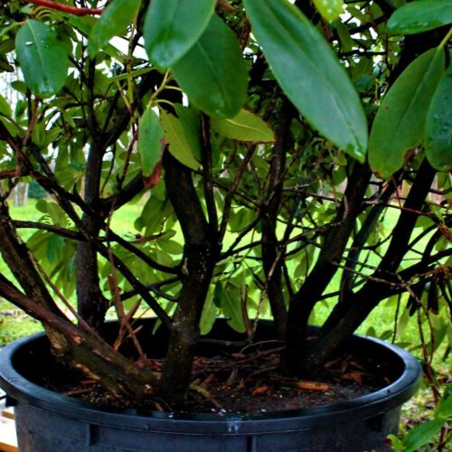 Rhodo 'Roseum Elegans' | Struikvorm