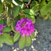 Rhodo 'Roseum Elegans' | Struikvorm