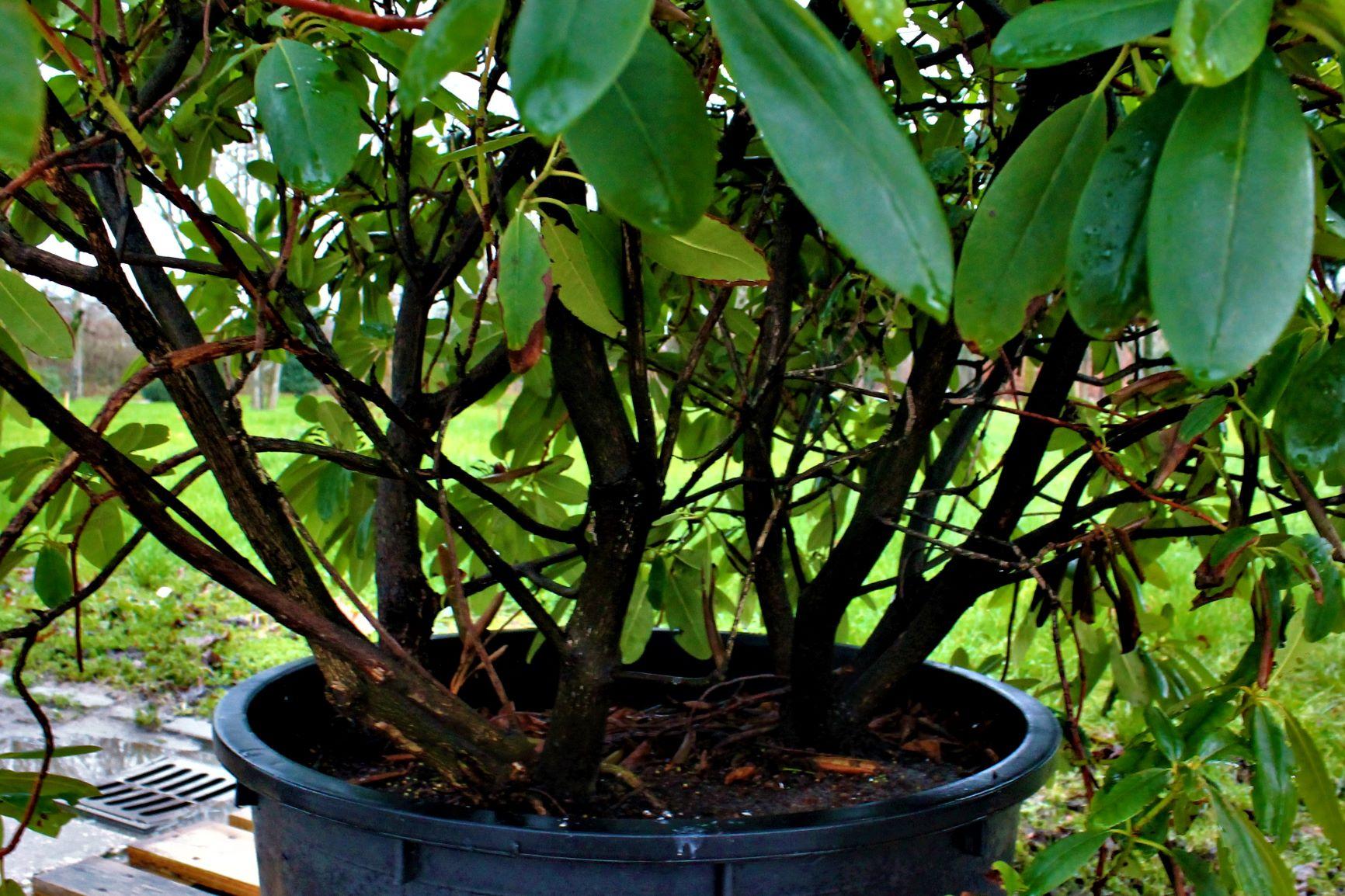 Rhodo ‘Roseum Elegans’ | Struikvorm