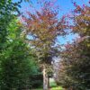 Rode beuk | Hoogstam