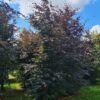 Rode beuk | Hoogstam