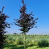 Rode beuk | Laagstam
