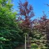 Rode beuk | Laagstam