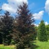 Rode beuk | Laagstam