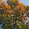 Rode esdoorn | Hoogstam