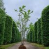 Rode esdoorn | Meerstammig