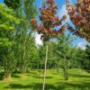 Rode esdoorn | Hoogstam