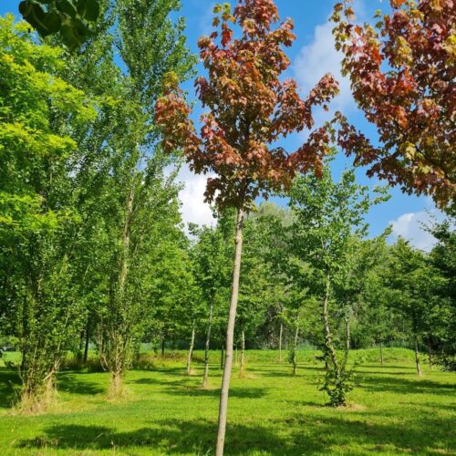 Rode esdoorn | Hoogstam