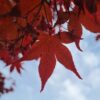 Japanse esdoorn 'Atropurpureum' | Meerstammig