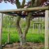 Japanse esdoorn 'Atropurpureum' | Meerstammig