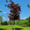 Rode Noorse esdoorn | Hoogstam