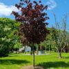 Rode Noorse esdoorn | Hoogstam
