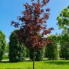 Rode Noorse esdoorn | Hoogstam