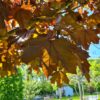 Rode Noorse esdoorn | Hoogstam